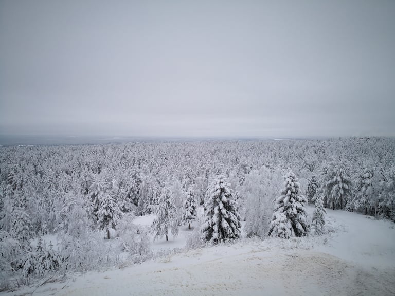 Frosted forest stretching to a hazy horizon in Lapland, the wilderness a guide helps fatbikers navigate near Rovaniemi.