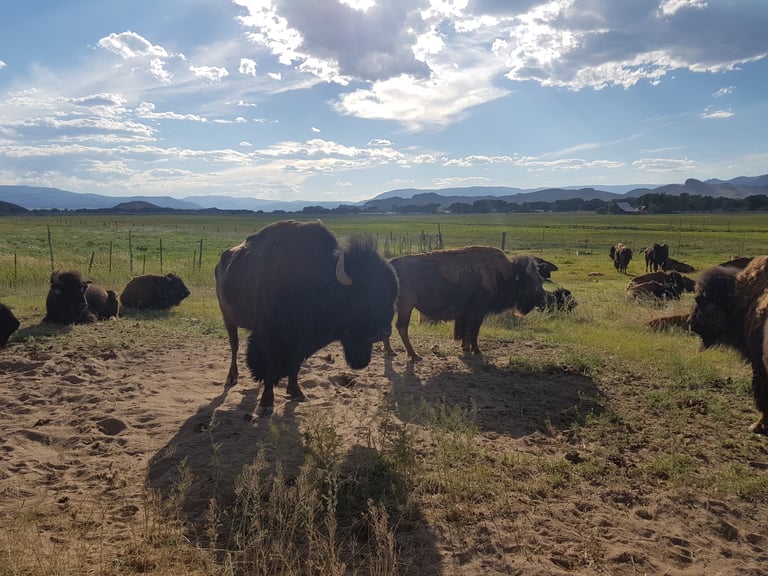 A herd of bison stands and rests on a sandy paddock with mountains behind, on the Tour Divide route in Colorado.