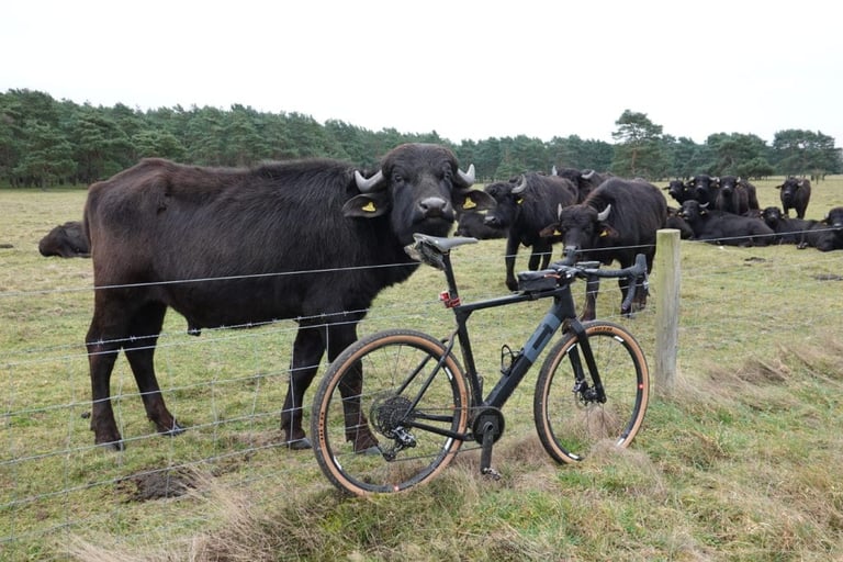 3T Exploro LTD leaning on a wire fence beside a curious black water buffalo, with the herd lying behind.