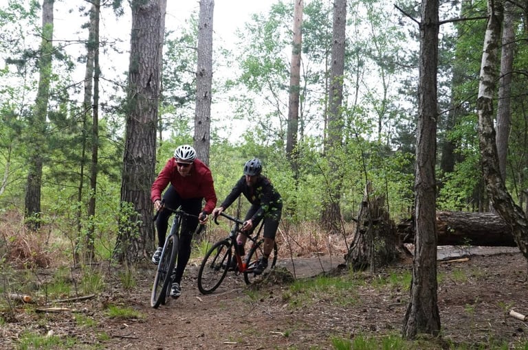 Two riders on gravel bikes swoop down a narrow singletrack between pine trunks in Swinley Forest.