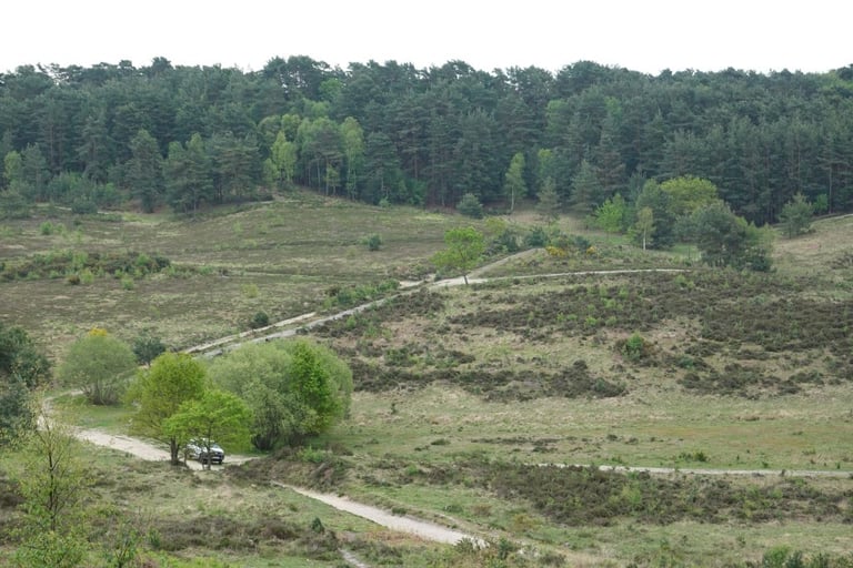 View across open heath and pine forest at Swinley, with sandy tracks crossing the hillside.