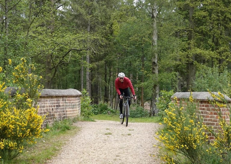 Rider on a gravel bike crosses a brick-walled bridge on a gravel track, gorse in flower either side, in Swinley Forest.