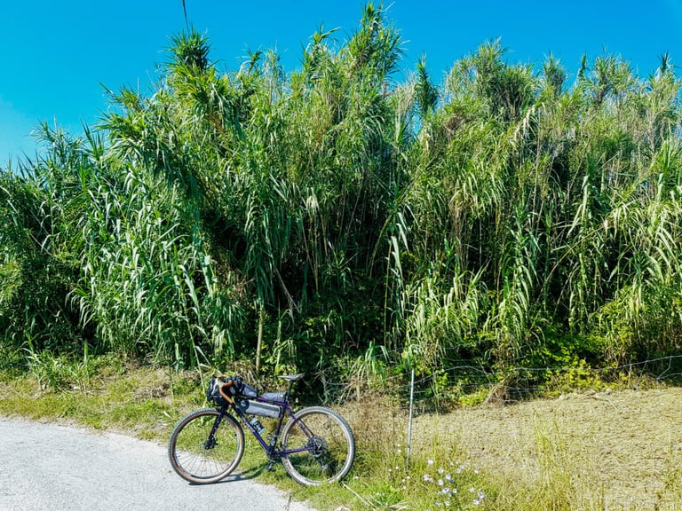 Loaded bikepacking bike parked in front of a wall of tall reeds beside a lane under a clear blue sky.