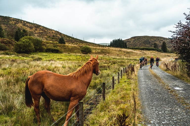 Chestnut horse watches over a fence as Frontier 300 riders approach along a gravel track in the Borders hills.