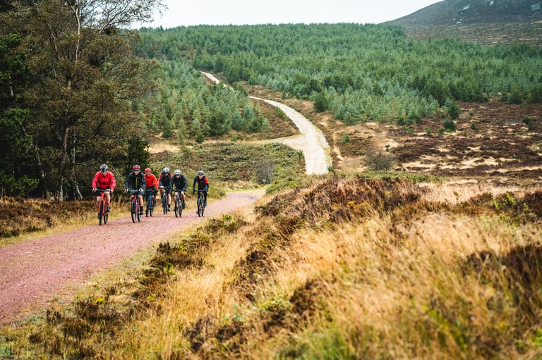 Six riders ride a long reddish gravel road winding through young conifer plantation in the Borders.