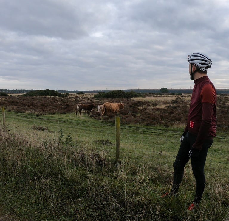 Rider pauses by a fence to watch cattle grazing on heathland during the Suffolk Gravel social ride.