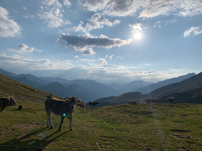 Brown cows grazing on a high Pyrenees pasture with hazy ridgelines behind, on the Further route.