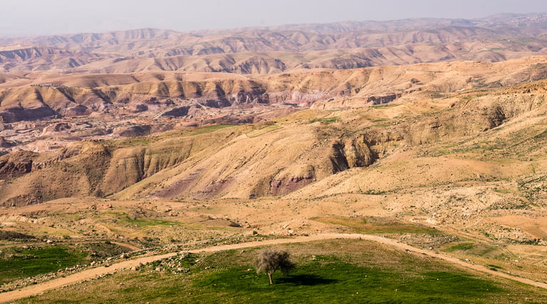 Dry, folded hills and a dirt track above a green pasture with a lone tree on the Jordan Bike Trail.