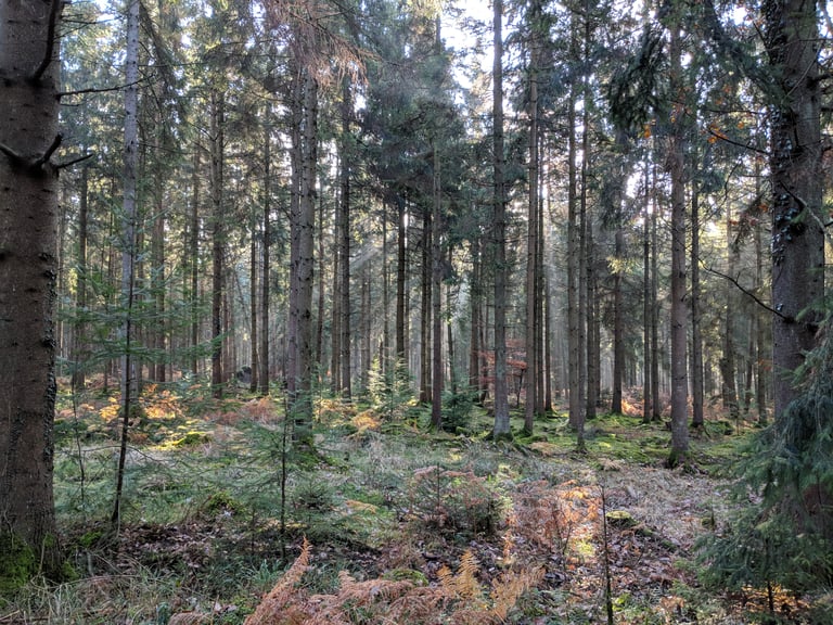 Tall conifers and bracken in sunlit woodland in the Forest of Dean, home of the Dirty Devil gravel rides.
