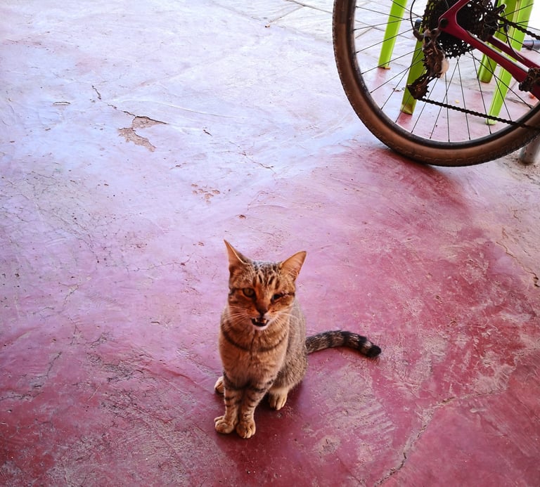 Tabby cat sits on a red cafe floor beside a bike wheel in Tagmout during the Atlas Mountain Race.