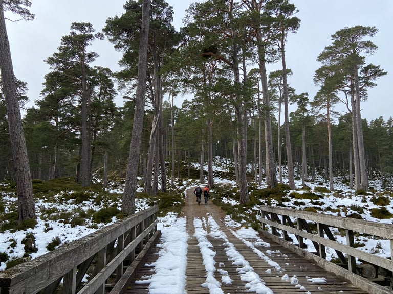 Two riders head into Scots pine woodland beyond a snow-streaked wooden bridge on the Balmoral Estate, Cairngorms.