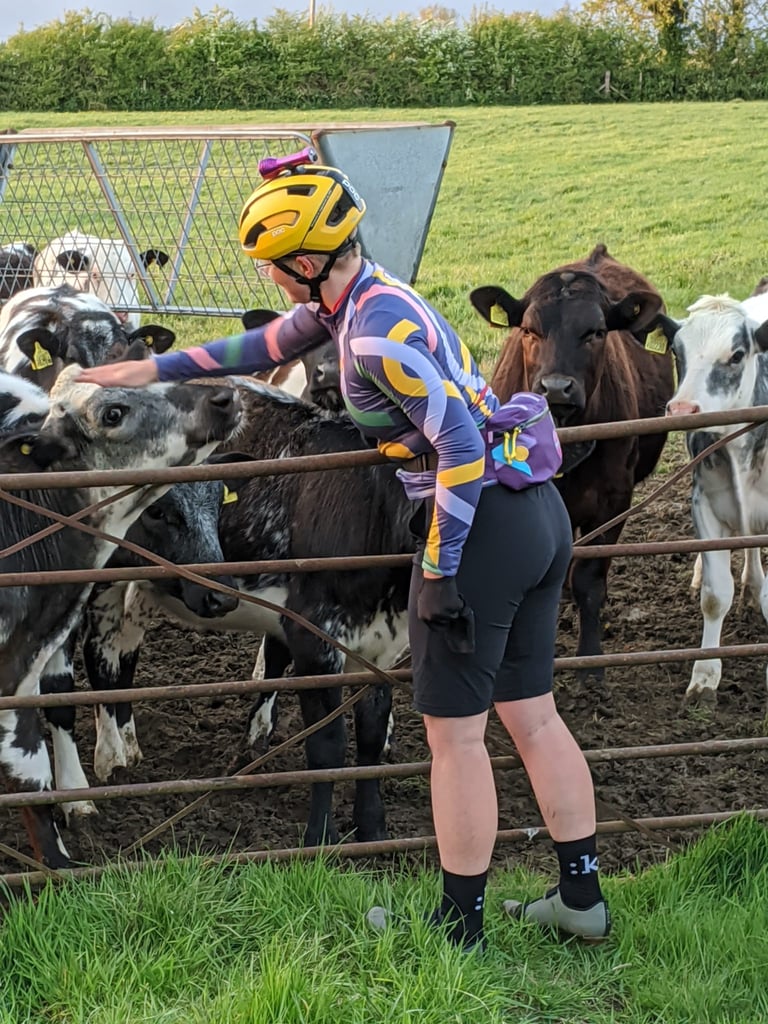 Rider in a colourful jersey and Overland Selector shorts strokes cows through a farm gate.