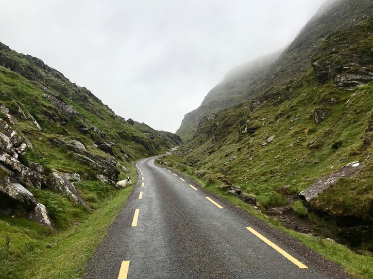 A sheep rests beside the empty, mist-covered road through the Ballaghbeama Gap on the TransAtlantic Way in Ireland.