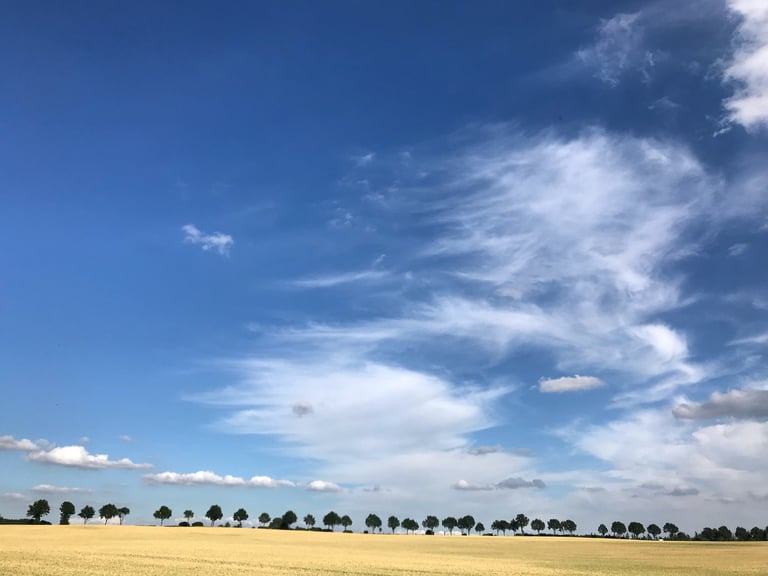 Row of trees along the horizon of a golden field under a wide blue sky on the Grenzsteintrophy.