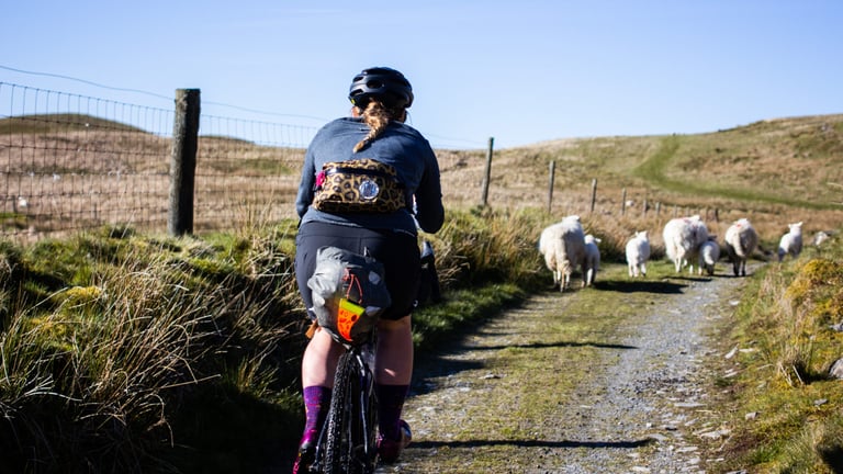 Bikepacker on the Trans Cambrian Way in Mid Wales rides a gravel track towards a flock of sheep.