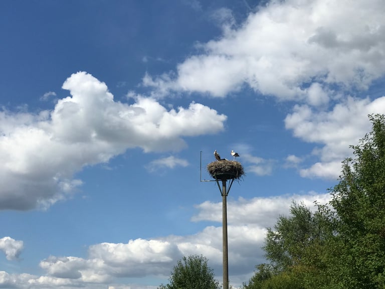Two storks on a large nest atop a pole against a blue sky with clouds, seen on the Grenzsteintrophy.