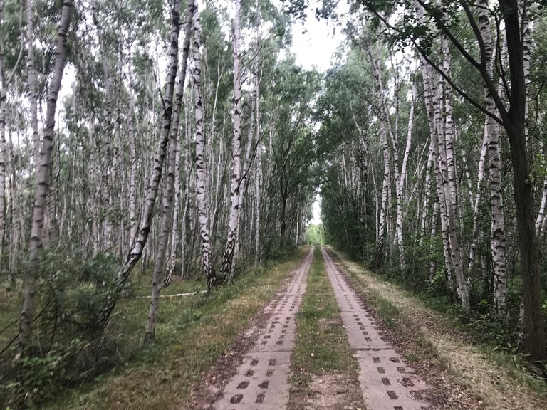 Concrete panzer plate track running between silver birch trees along the former inner German border.