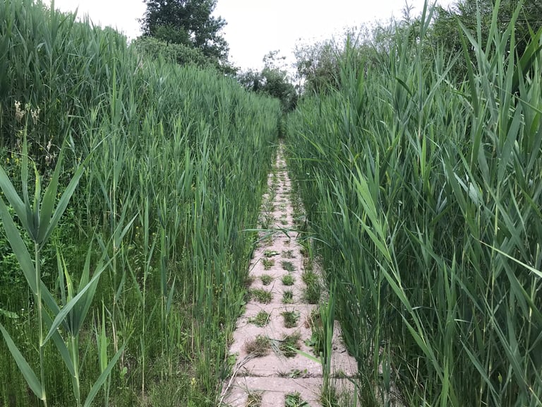 Concrete Kolonnenweg panzer plates running as a narrow track between tall reeds on the Grenzsteintrophy.