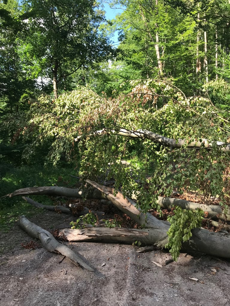 Fallen tree and splintered trunks blocking a forest track on the Grenzsteintrophy, to be scrambled over.