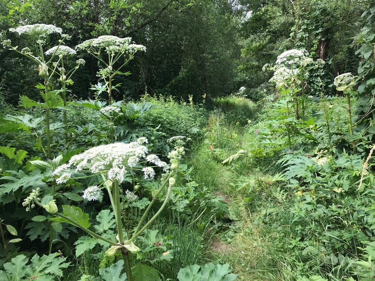 Narrow grassy track overgrown with flowering giant hogweed on the Grenzsteintrophy route.