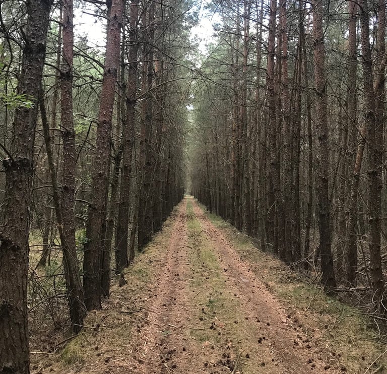 Straight forest track between rows of pine trees on the Grenzsteintrophy route along the former inner German border.