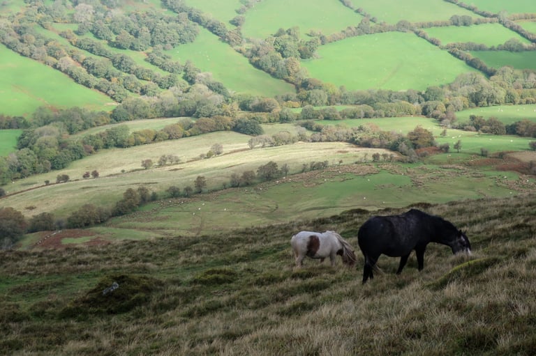 Two Brecon ponies graze a steep hillside above patchwork fields in the Brecon Beacons.