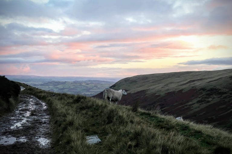 A sheep stands on a grassy bank beside a puddled track at sunrise in the Brecon Beacons.