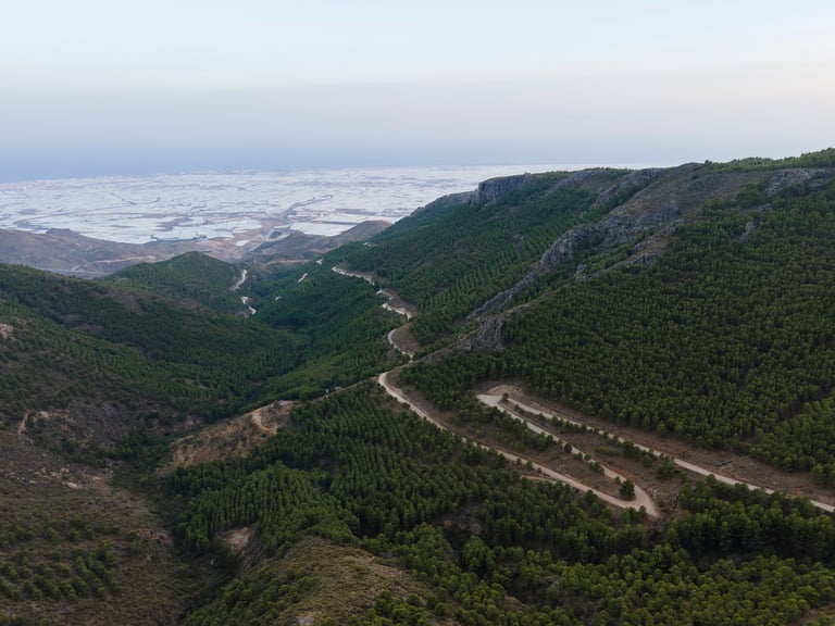 Winding gravel road climbs a pine-covered hillside above the greenhouses of the Sea of Plastic near Almeria.