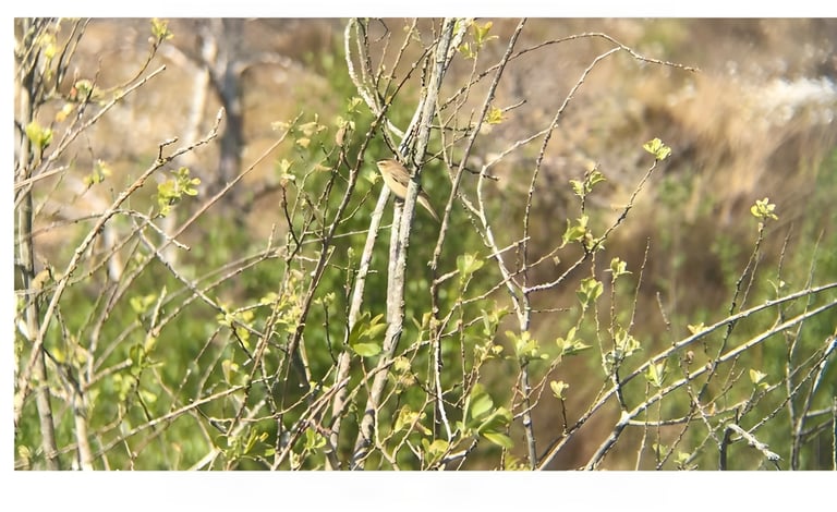 Sedge warbler perched on a bare twig among budding leaves at Foulshaw Moss, a Cumbria Wildlife Trust reserve.