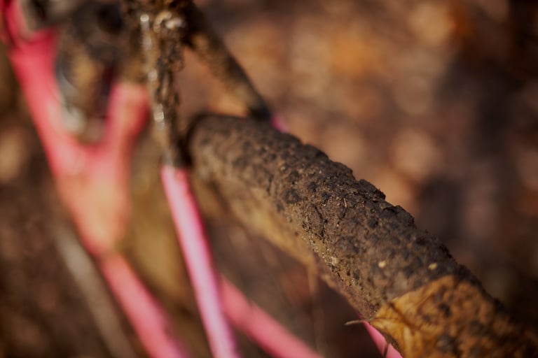Close-up of a mud-caked Maxxis Ravager tyre seen along its length, with the pink frame blurred behind.