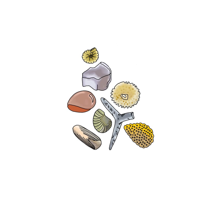 Illustration of sand grains up close, including shell, coral and rock fragments in assorted colours.