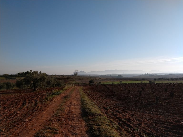Dirt track between ploughed red fields and vines in Spain, with hazy hills in the distance under a clear blue sky.