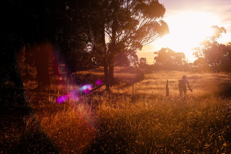 Lone cyclist rides through long grass beneath gum trees into a low sun near Canberra, with lens flare.