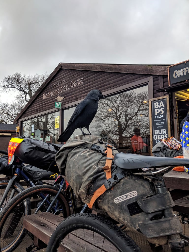 A crow perched on a mud-streaked Ortlieb seat post pack, straps criss-crossed over the roll, outside Roehampton Gate cafe.