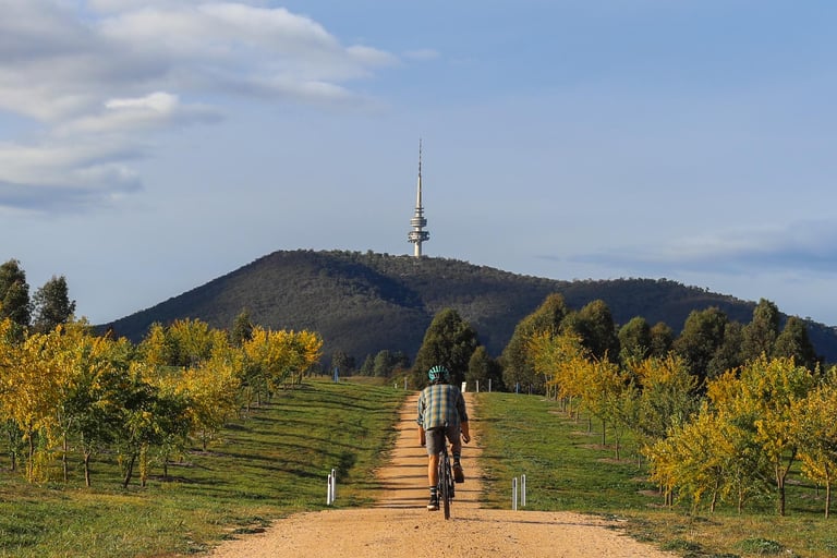 Cyclist rides a gravel track towards the Telstra Tower on Black Mountain, Canberra, between autumn-yellow trees.