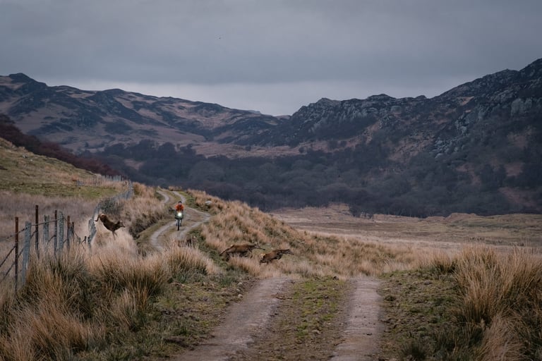 Rider with a bike light on a gravel track in Argyll as three deer cross the path ahead.