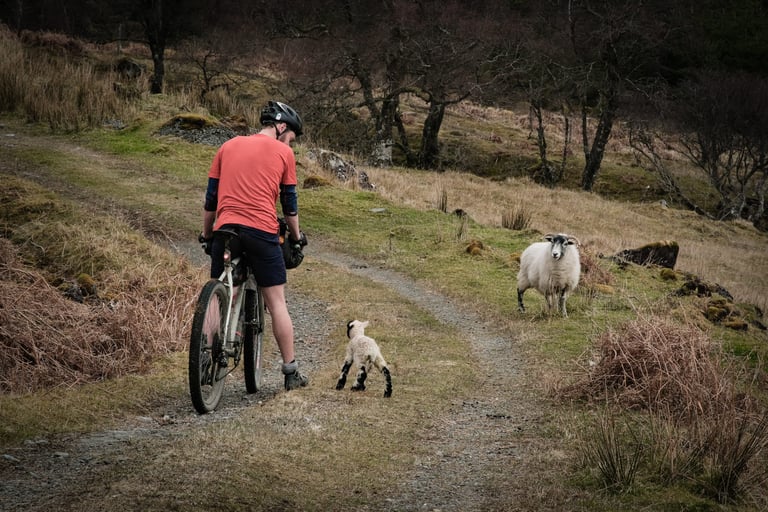 Rider stops on a gravel track near Taynuilt as a lamb and a ewe come up to say hello.