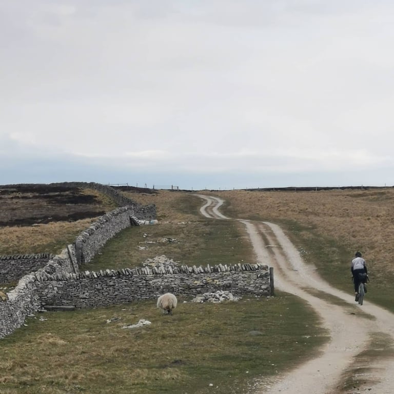 Rider follows a pale stony track across open moorland past dry stone walls and a grazing sheep on the Dales Divide.