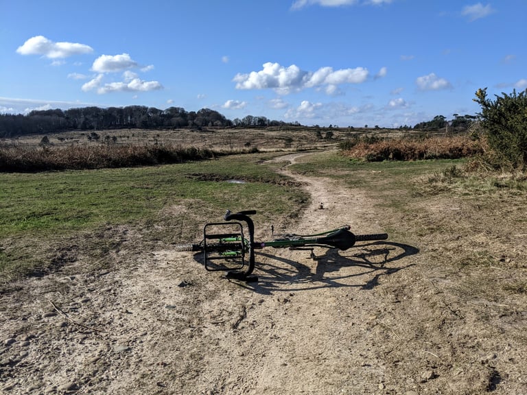 Fairlight Faran lying on a sandy track across the open heath of Woodbury Common in East Devon.