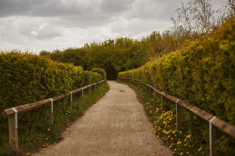 Flat gravel path between wooden rails and tall green hedges under grey cloud, dandelions along the verge.