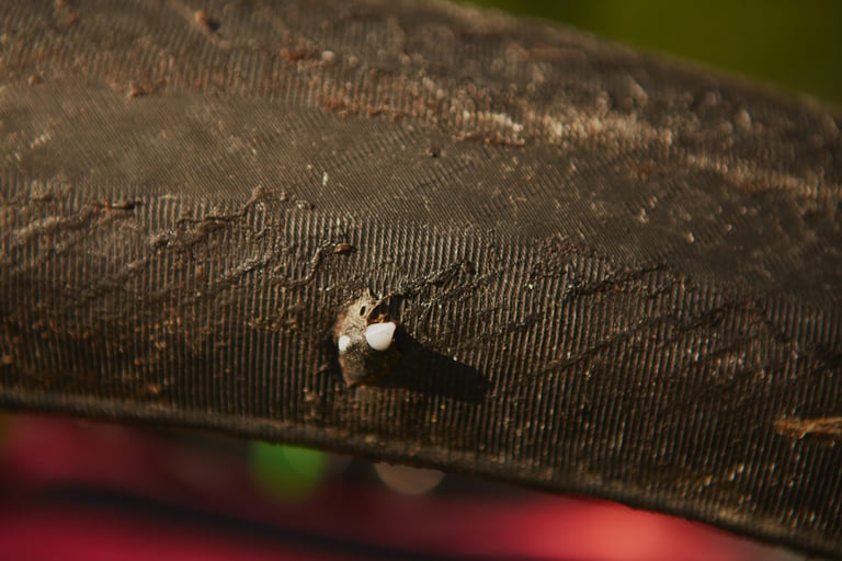 Tubeless plug poking from a puncture in the muddy sidewall of a Continental Terra Trail tyre.