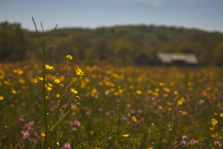 Buttercups and clover fill a wild meadow in Dorset below wooded hills, a barn blurred in the distance.