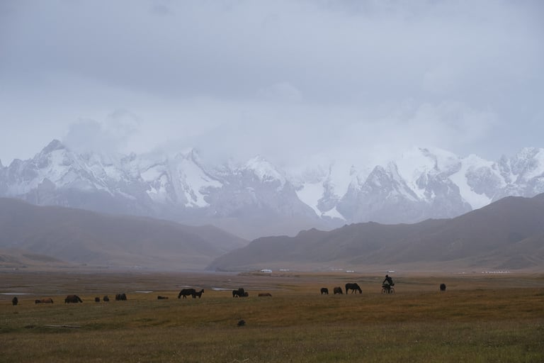 Lone Silk Road Mountain Race rider passes grazing horses on a plain below snowy peaks in Kyrgyzstan.