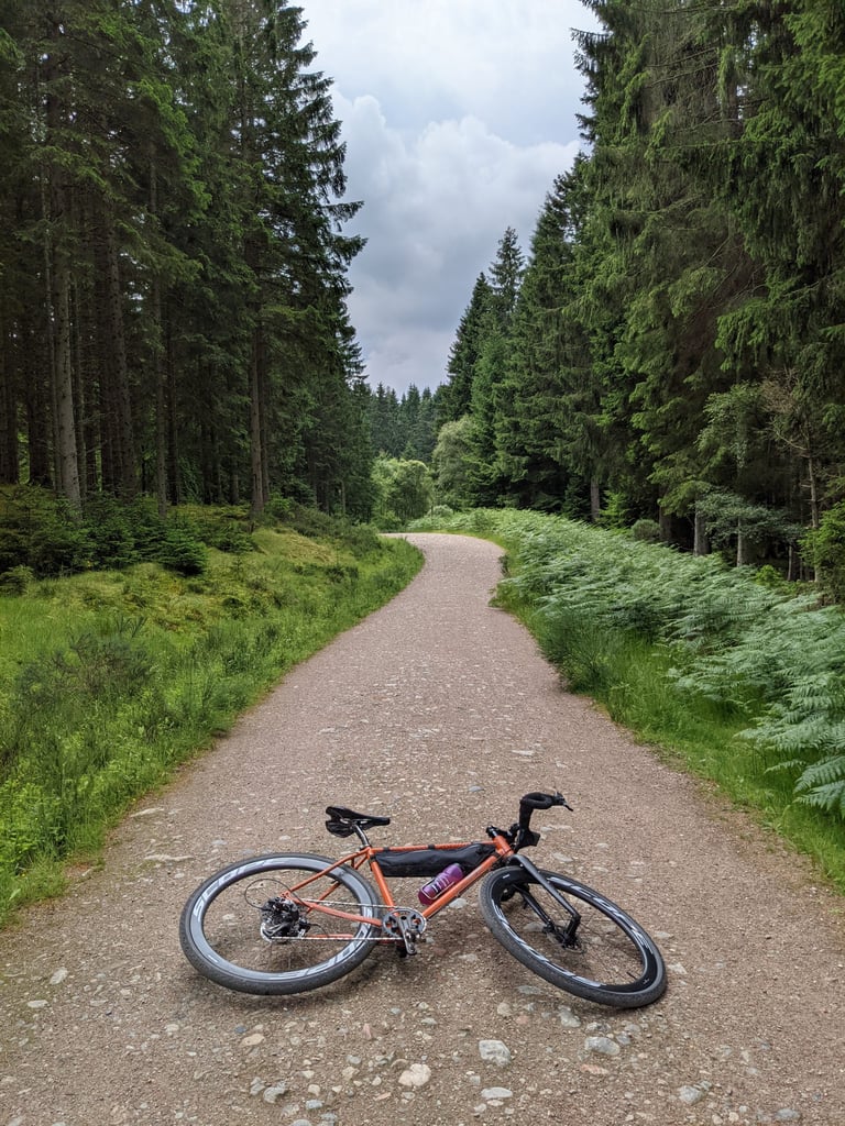 Fairlight Secan lying on a gravel forest track near Banchory on the Deeside Way, pines and bracken either side.