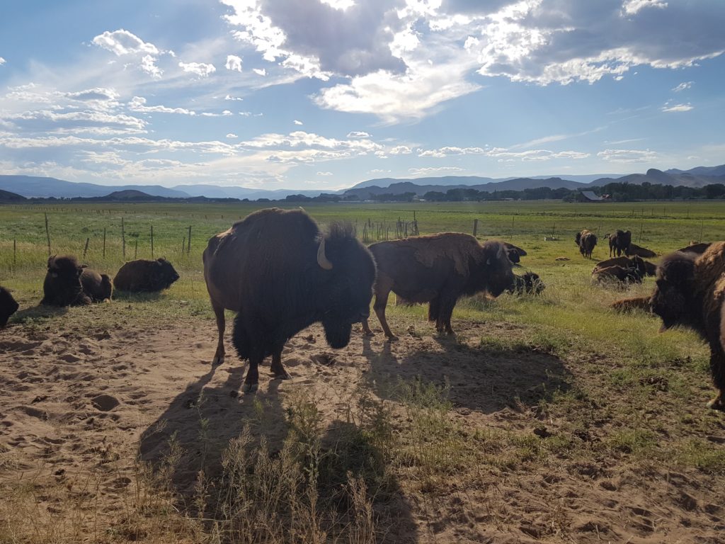 Bison in Del Norte